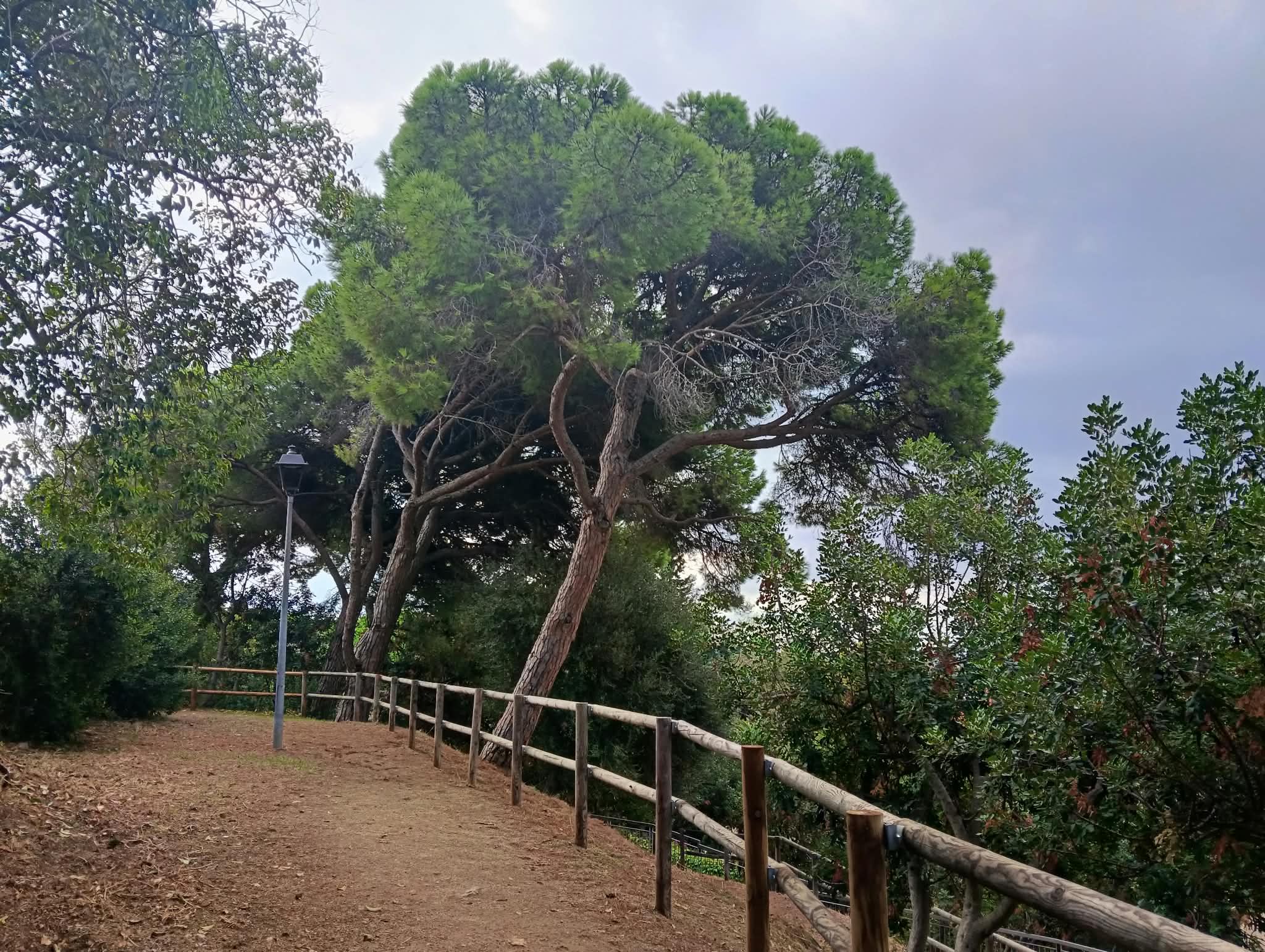 Tala arbres El Rost