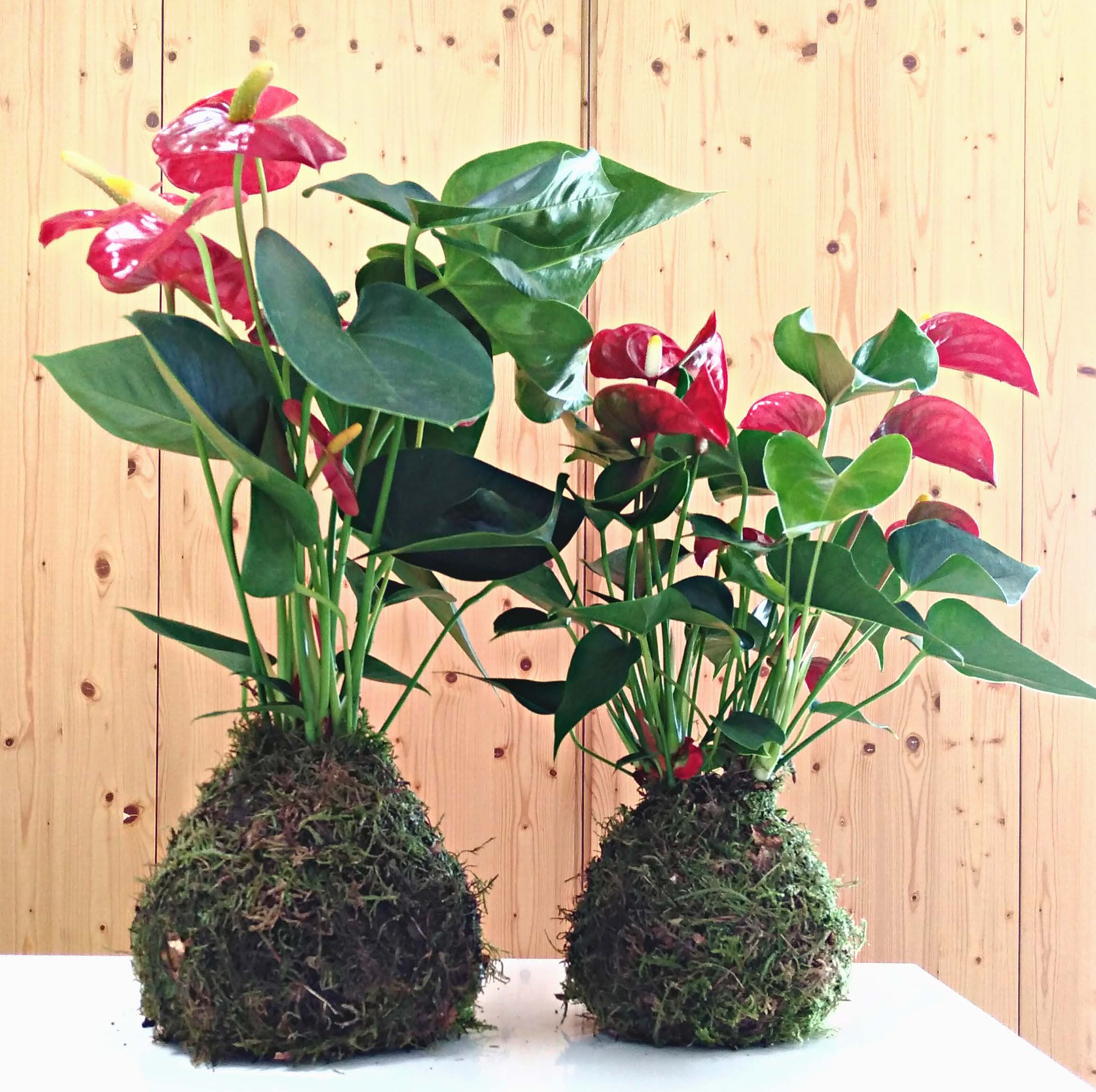 Kokedama