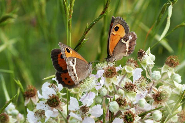 Plantes remeieres a la primavera