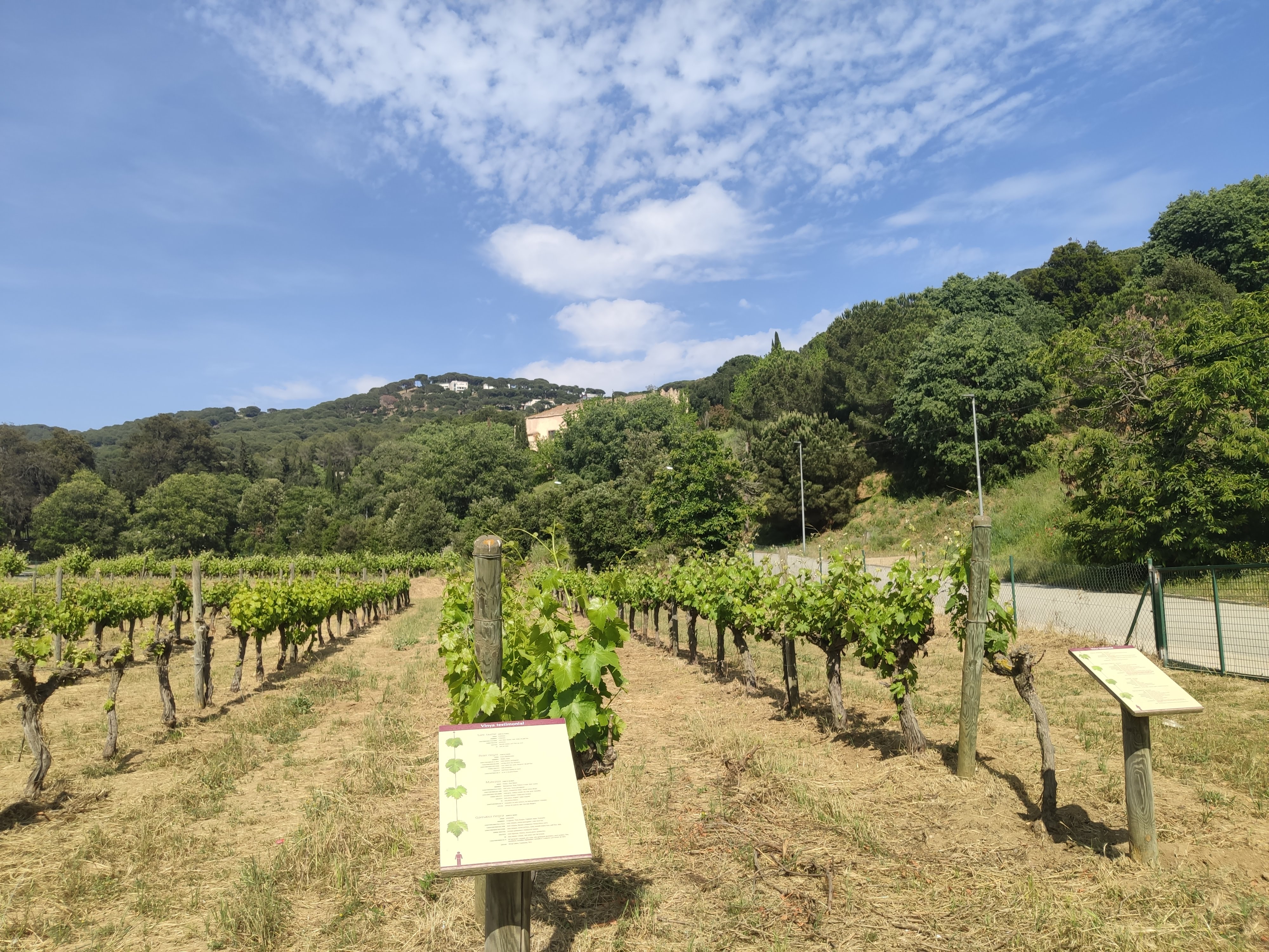 Tast de vins monovarietals amb productes locals