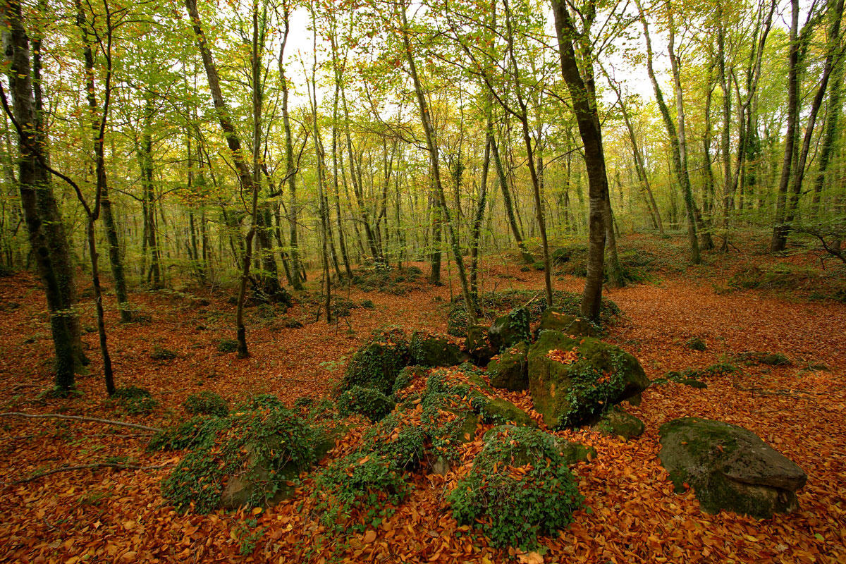 Fageda