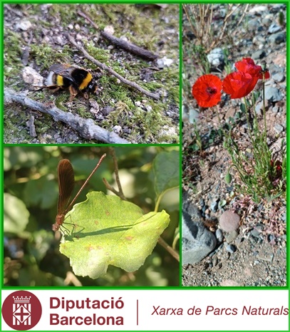 Parcs i biblioteques... Naturalment! Sortida matinal. Geodiversitat i natura