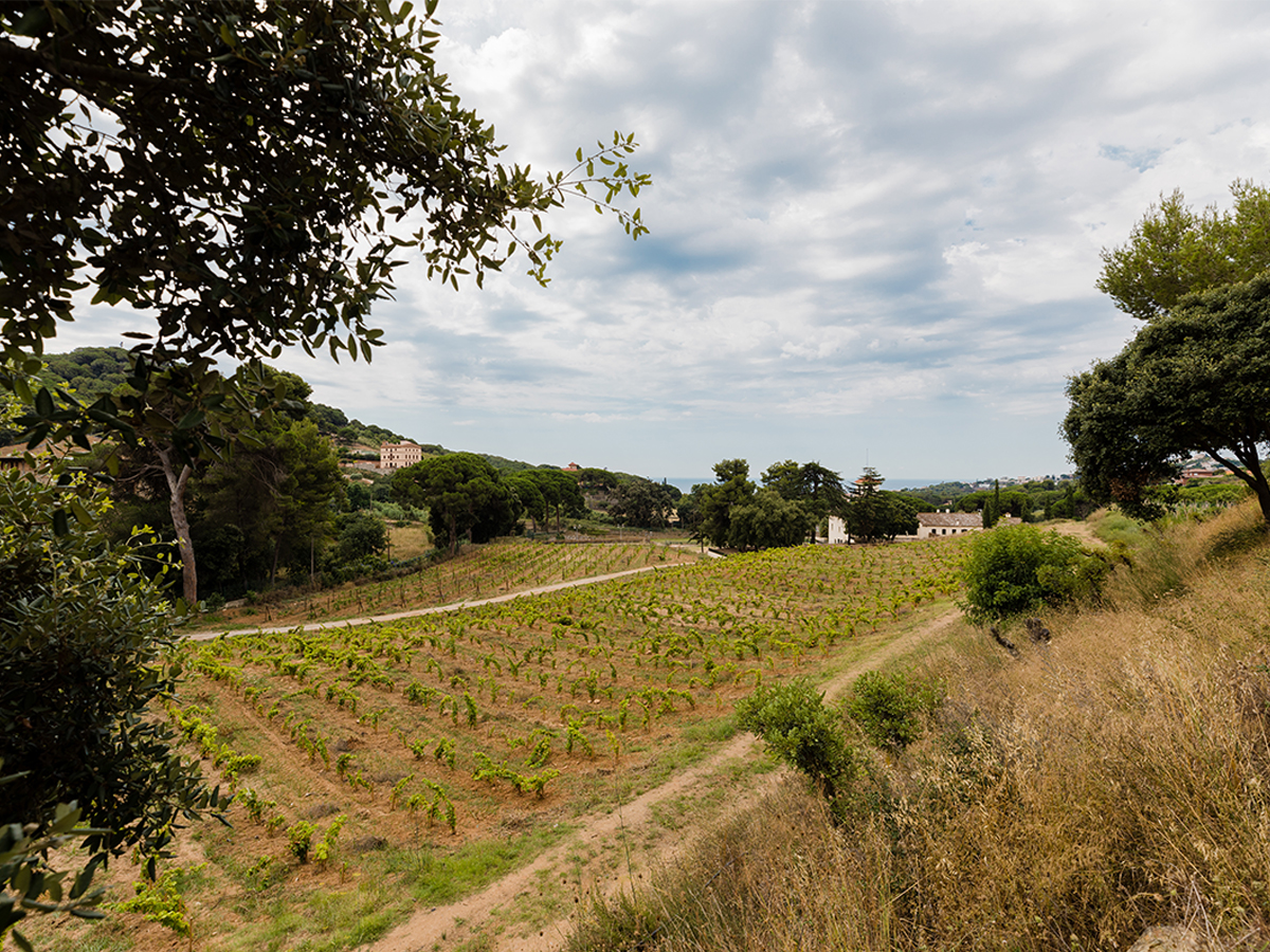 Celler Alella Vincola