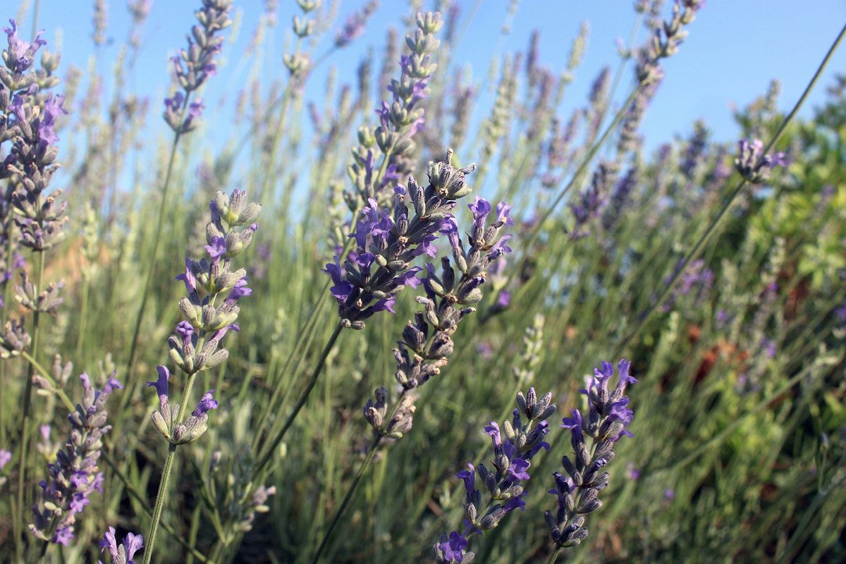 Itinerari plantes remeieras