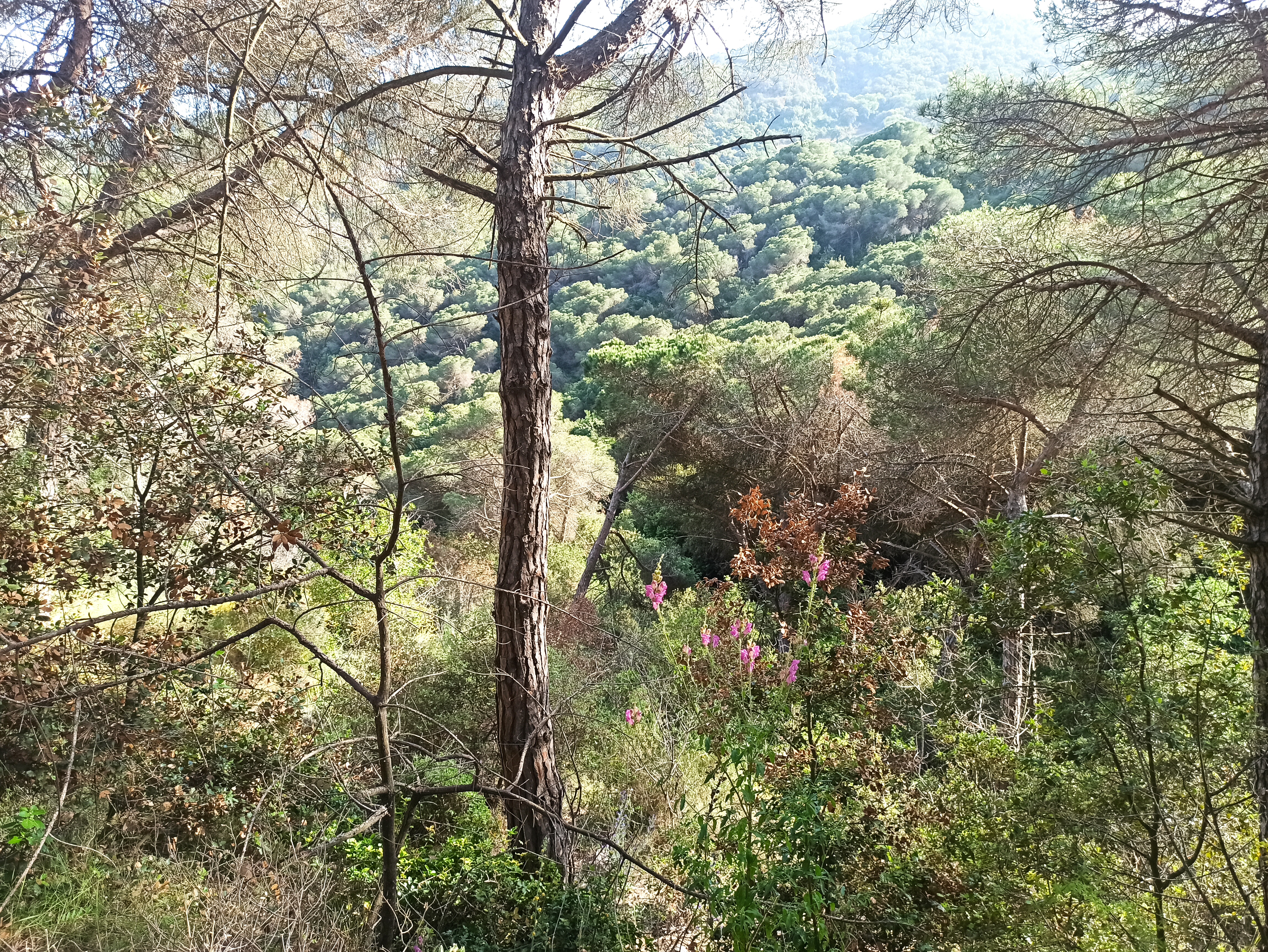 Itinerari de lesFonts d'Alella